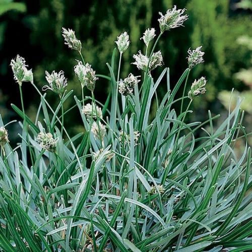 Саженца Sesleria caerulea Р9 (2-69) Саженца Sesleria caerulea Р9 (2-69)