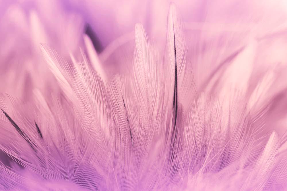 Фотообои Artside Розовые перья 782596306 Фотообои Artside Розовые перья 782596306