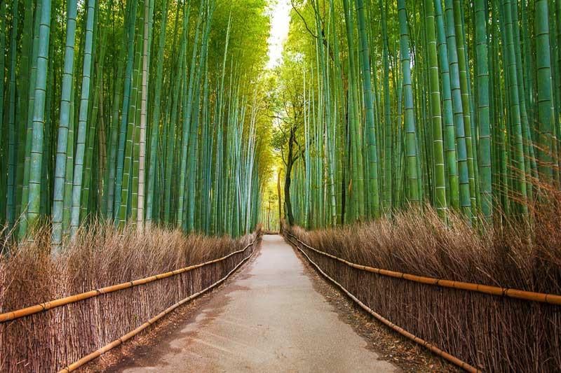 Семена Phyllostachys edulis Мосо Бамбук морозостойкий 10 шт. (2287113678) - фото 4