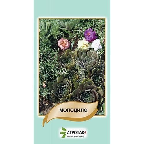 Семена цветов Агропакгруп Молодило 20 шт. (AG-1155)