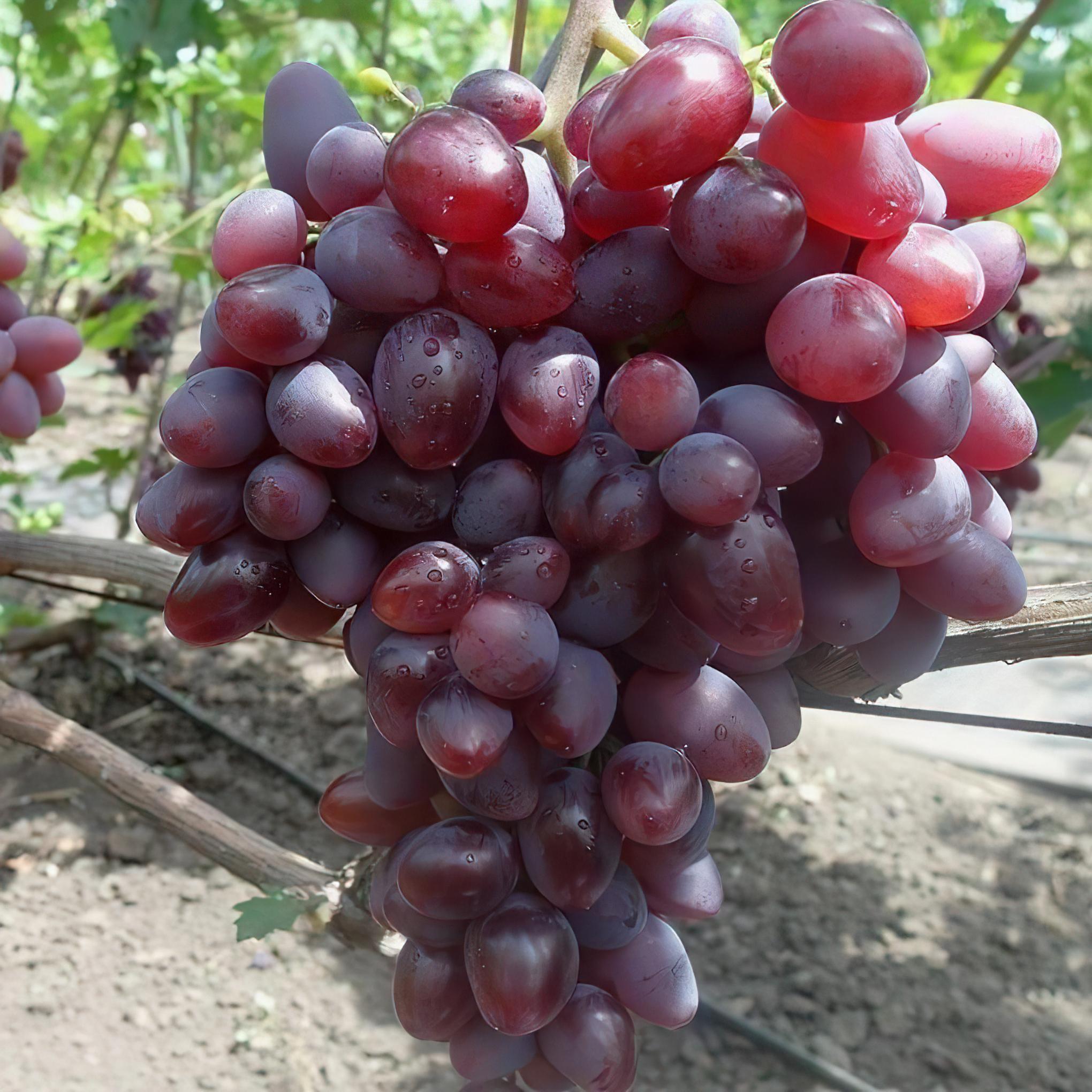 Саженец Виноград Чудо 3 шт. (38286874)