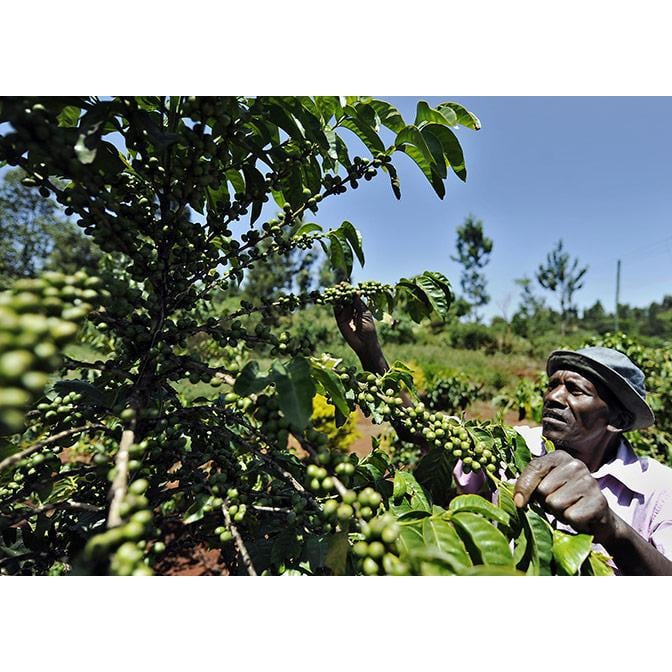 Кава свіжообсмажена арабіка кенія 500 г (168-65139) - фото 4 Кава свіжообсмажена арабіка кенія 500 г (168-65139) - фото 4