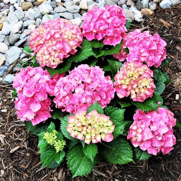 Саженец гортензии крупнолистной Hydrangea macrophylla Forever & Ever Pink Р9 (1531664898) - фото 1