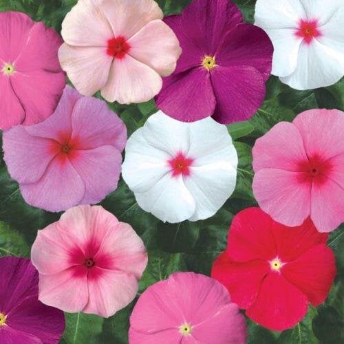 Семена цветов Катарантус SunStorm Tropical Mix Syngenta 25 шт. (BN12849-4)