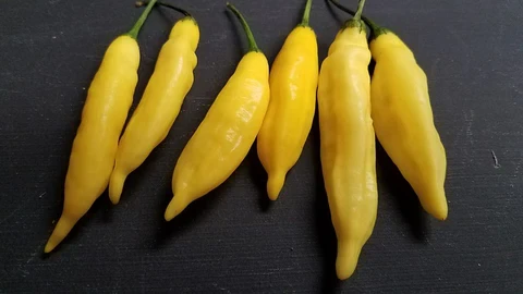 Насіння перець гострий Aji Limo Lemon Drop 5 шт. - фото 4