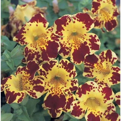 Семена цветов Floranova Мимулюс Magic Yellow Blotch 250 шт. (BN07618-2)
