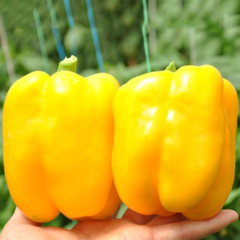 Насіння Перець Солодкий Clause KAZANTIP SPRINGBOKS 500 шт. (2289735450)