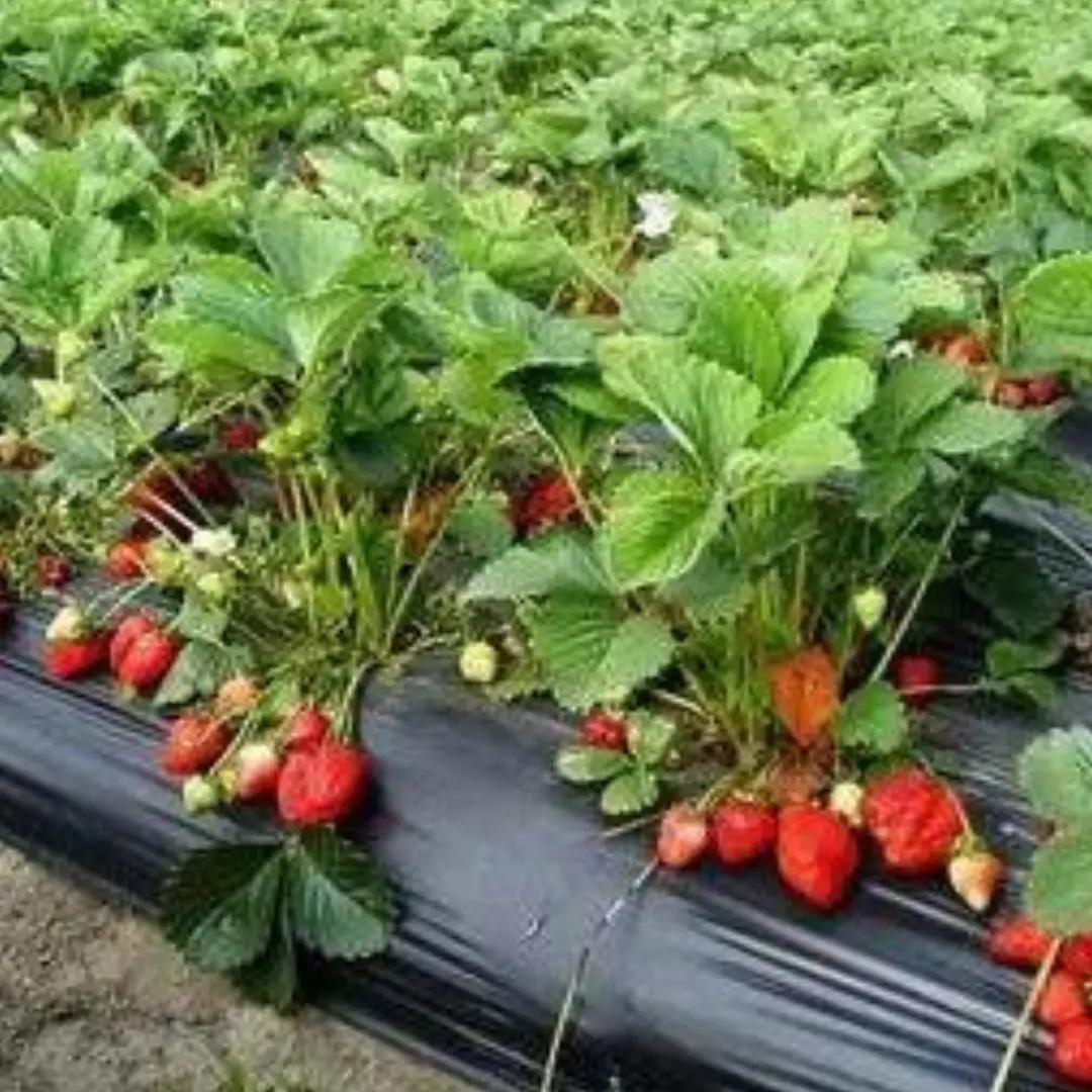 Агротканина GardenLine AGO4448 70 Г/М2 1,6 х50 м Чорний (PVO777) - фото 6