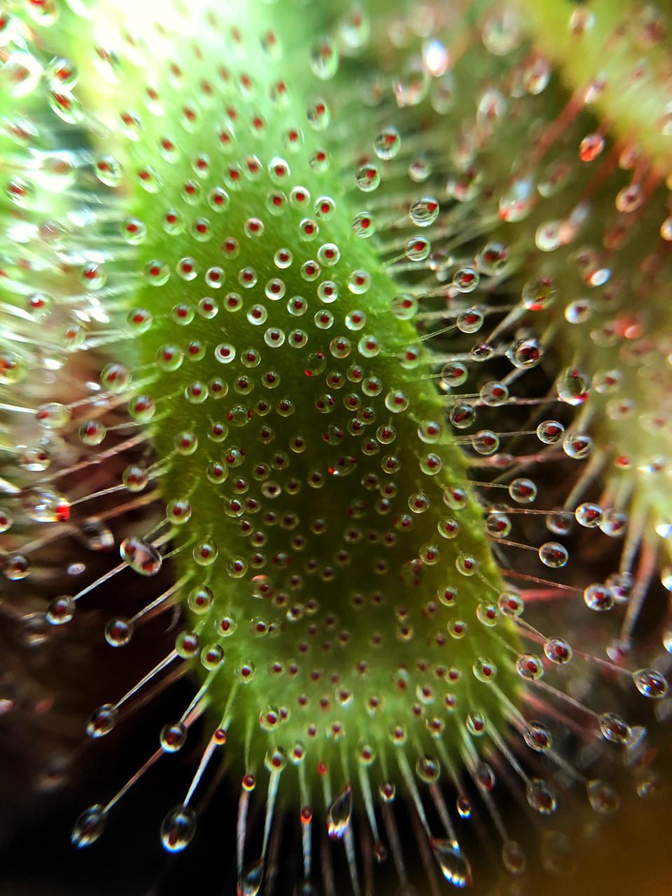 Растение хищник росичка Алисия AlienPlants Drosera Aliciae размер M (SUN0012CP) - фото 4