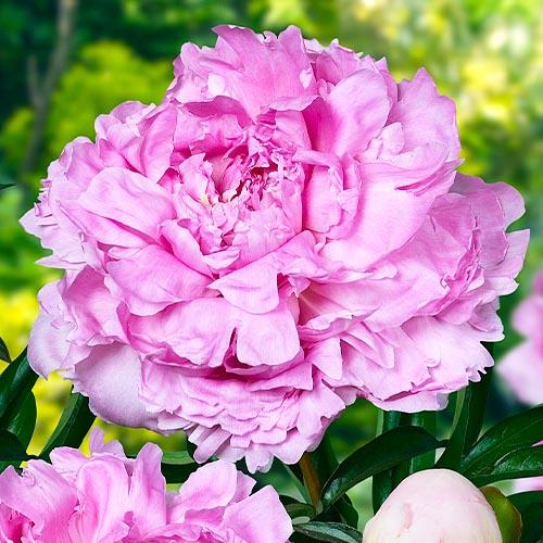 Пион Florium Pillow Talk (12771)