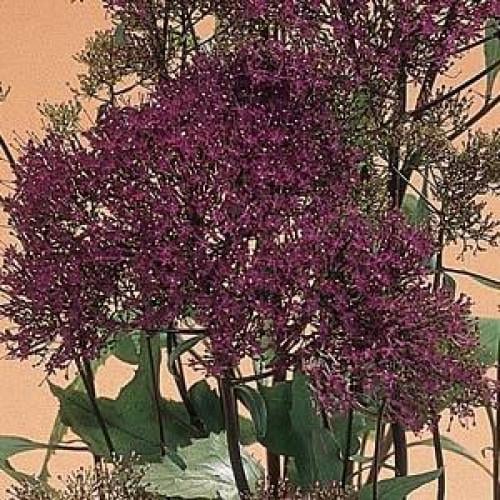 Семена цветов Kieft Seed Трахелиум LAKE MICHIGAN VIOLET 500 шт. (BN02720-2)