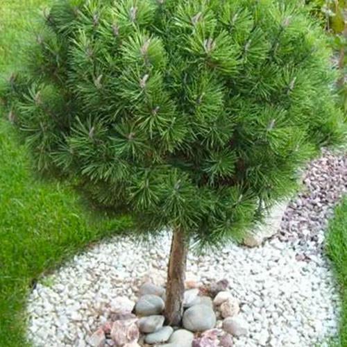 Сосна на штамбе Nigra С2 высота 30-50 см (154022)