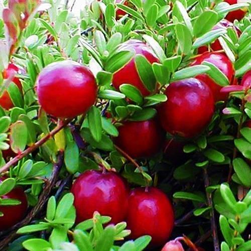 Саджанець Журавлина Бен Лір Ben Lear ранні терміни дозрівання високоврожайний сорт (24492) Саджанець Журавлина Бен Лір Ben Lear ранні терміни дозрівання високоврожайний сорт (24492)