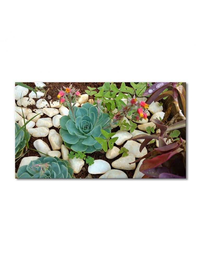 Картина модульная Сад суккулентов 1 модуль 30х45 см