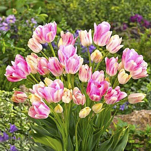 Тюльпан Florium Dream Club (17908) - фото 2 Тюльпан Florium Dream Club (17908) - фото 2