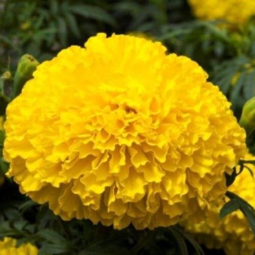 Семена цветов Floranova Бархатцы прямостоячие Big Top F1 10 шт. Yellow (BN10514-4)