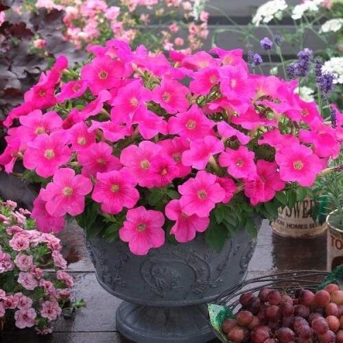 Семена цветов Петуния ампельная Trilogy F1 Rose Gen 2 Takii seed 100 шт. (BN12788-2)