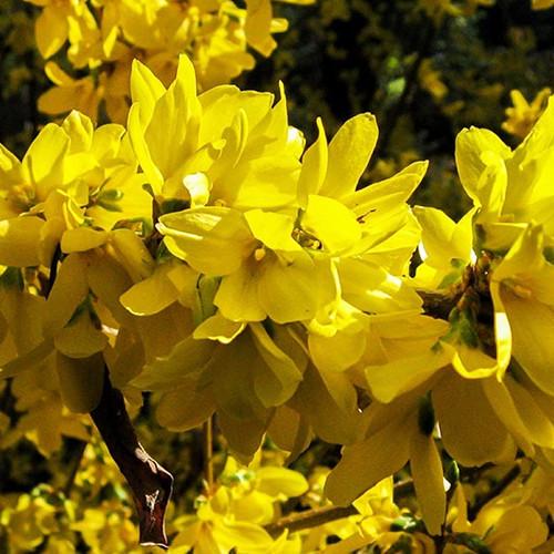 Саджанці форзиції Суспенза черенкований 2-річний ЗКС (3036493823)