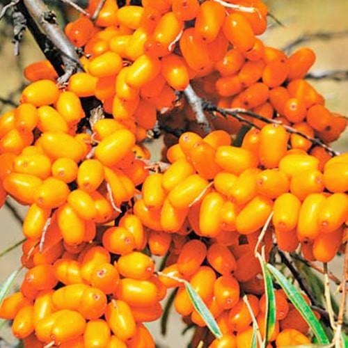 Саджанець Обліпиха Дора жіноча високоврожайний та великоплідний сорт (177283) Саджанець Обліпиха Дора жіноча високоврожайний та великоплідний сорт (177283)