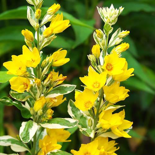 Вербейник Florium Alexander (7009)