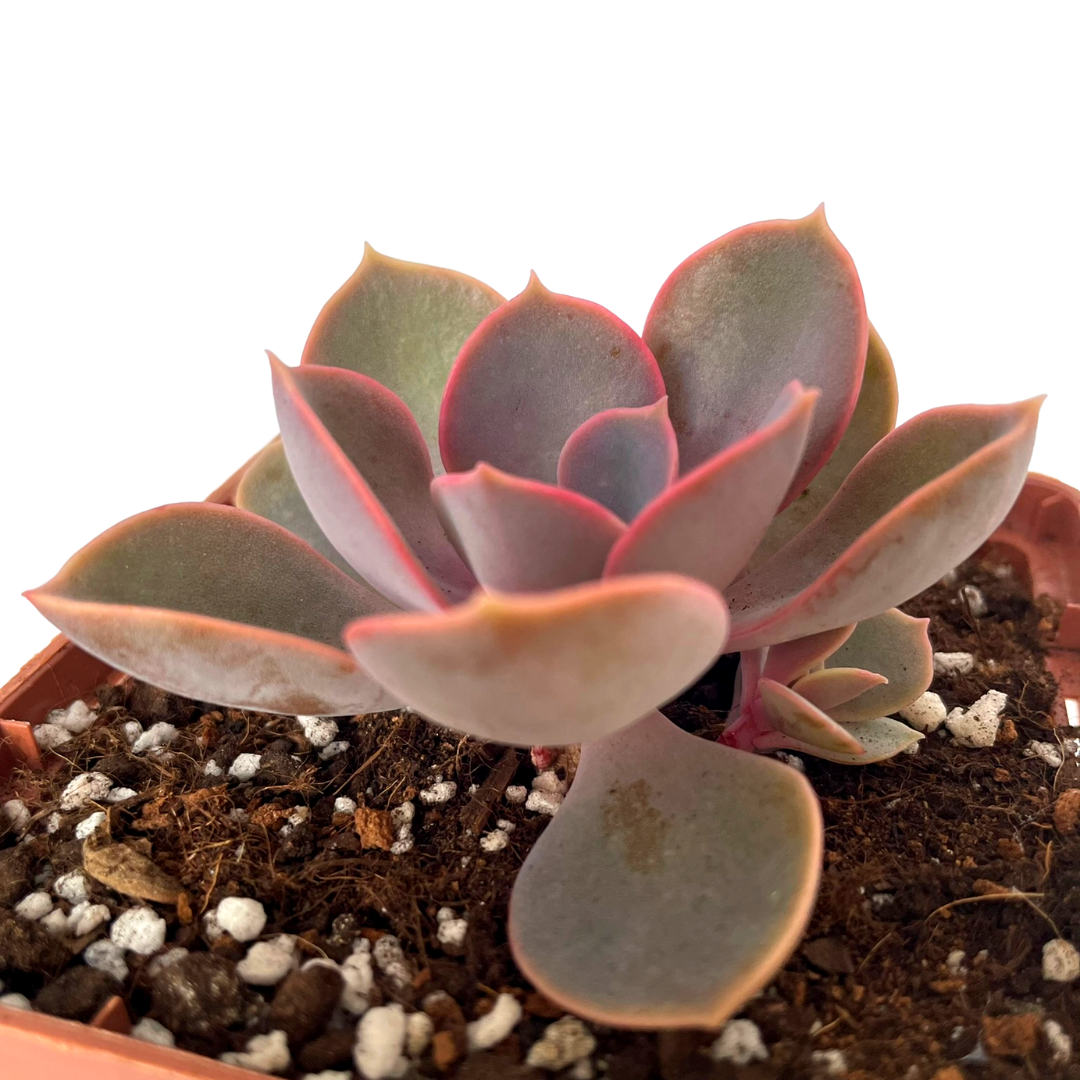 Комнатное растение Эхеверия Жемчужина Нюрнберга
Echeveria Perle von Nurnberg - фото 2