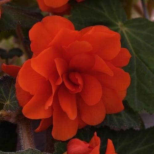 Семена цветов Бегония клубневая Sun Dancer Scarlet Orange PanAmerican 100 шт. (BN10725-2)