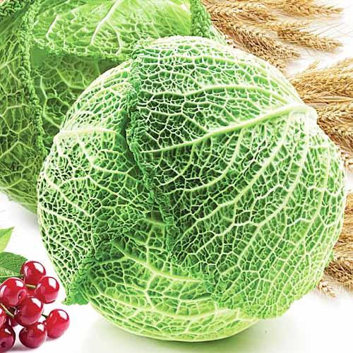 Семена Капуста Florium савойська Обервіль (17568)