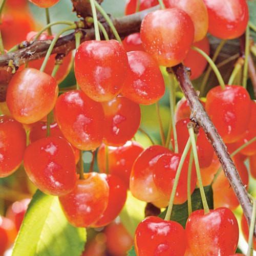 Сажанец Черешня розовая Легенда Млиева крупноплодный сорт поздний срок созревания (177325)