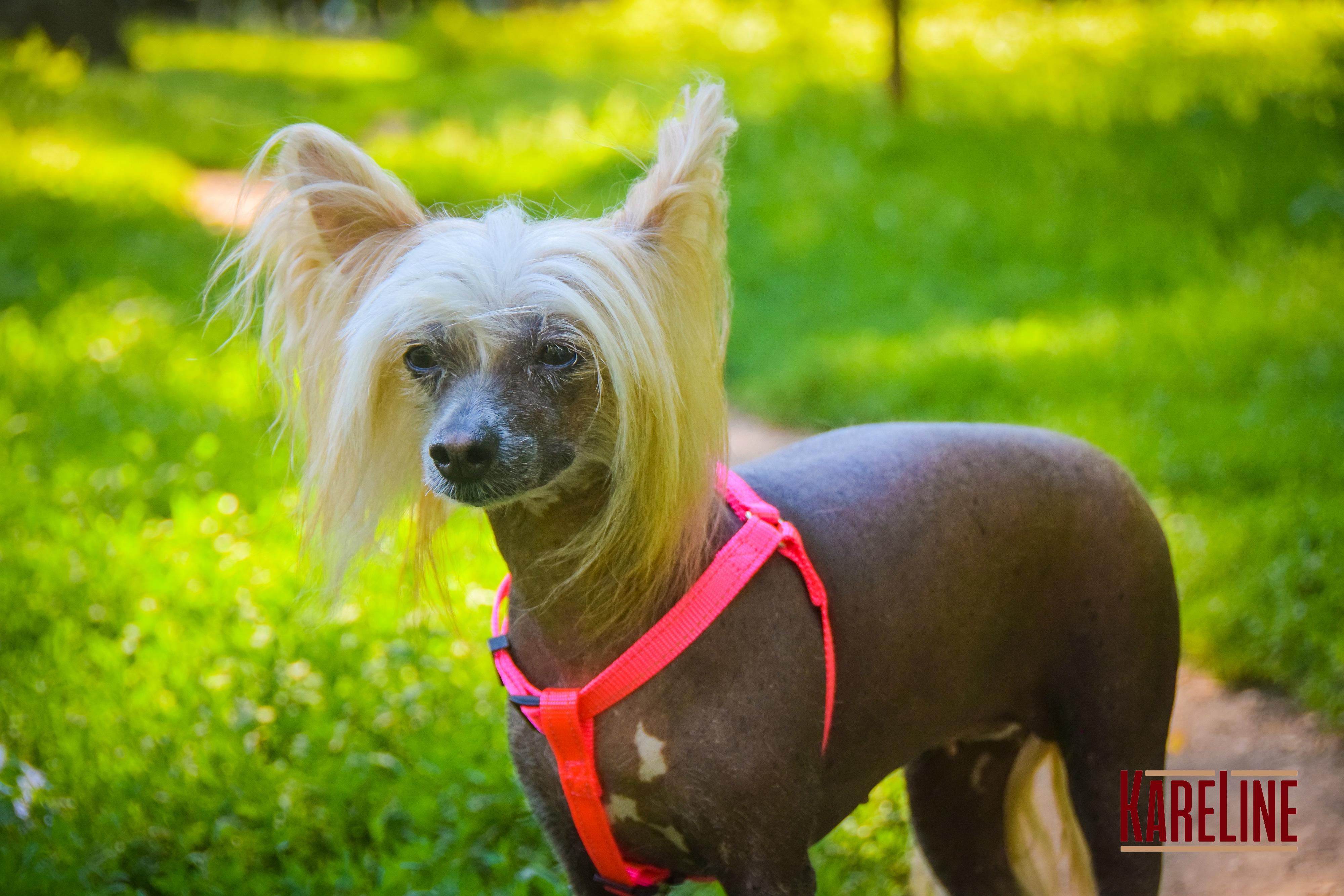 Шлея KareLine из нейлона с пластиковой пряжкой 10 мм А:240-300 мм В:260-400 мм Розовый (0861/4) - фото 5