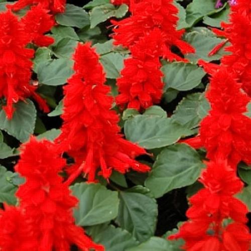 Семена цветов Hem Genetics Сальвия блестящая Amore scarlet 500 шт. (BN11303-2)