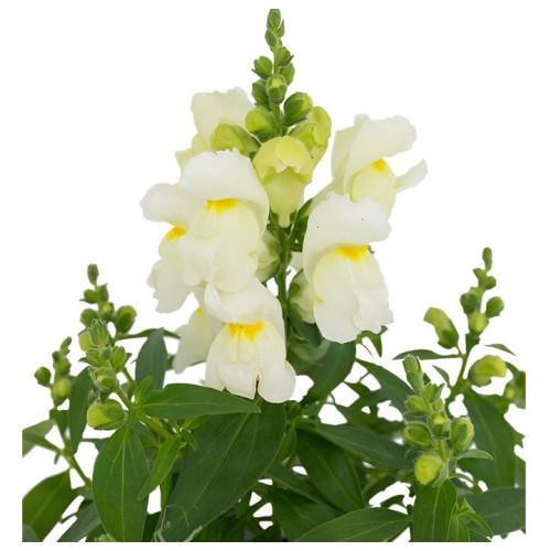 Семена цветов Львиный зев Candy Top White Sakata 10 шт. (BN09109 4)