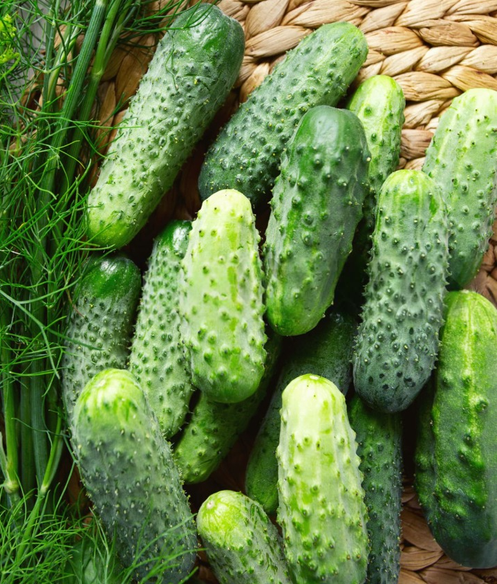Семена Огурец GL Seeds Степной 1 г (676)
