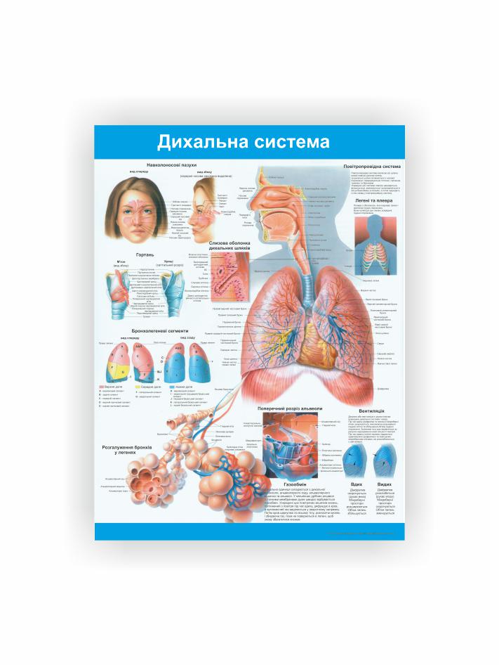Плакат Vivay "Дыхательная система" 30х40 см (25789492)