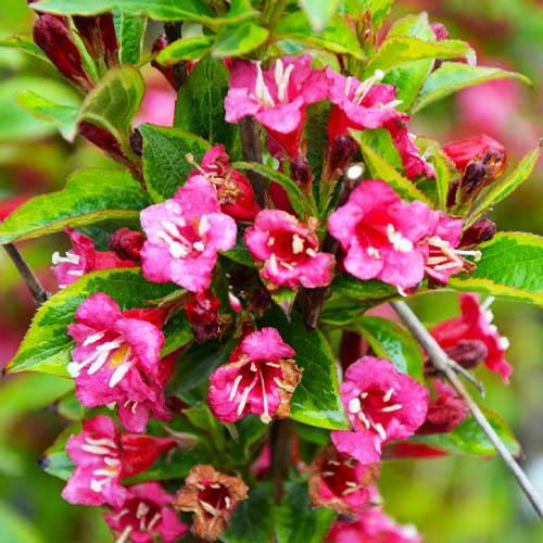 Вейгела Florium Moulin Rouge (18078)