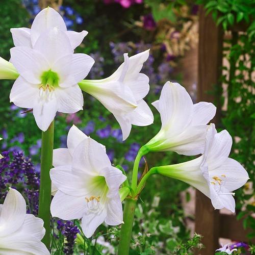 Амариллис Florium White Rascal (8685) - фото 2 Амариллис Florium White Rascal (8685) - фото 2