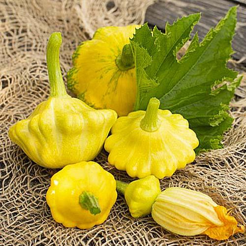 Семена Патіссон Florium Жовтий Диск (7517)