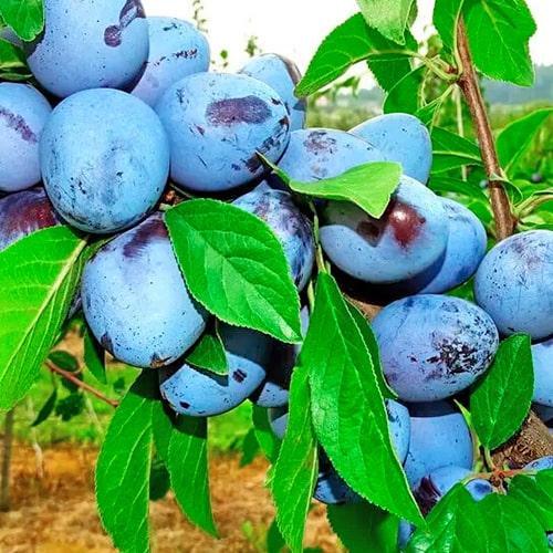 Сажанец Слива Ганита летний сорт среднепоздний срок созревания (23469)