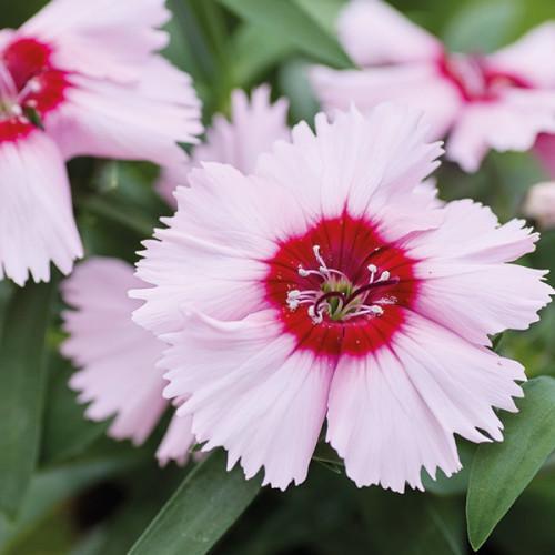 Гвоздика китайская Divinity purple centered white, 50 шт, HemGenetics