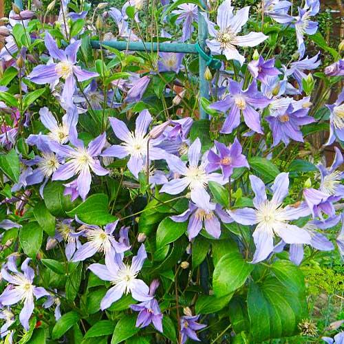 Клематис Blue River Florium - фото 3