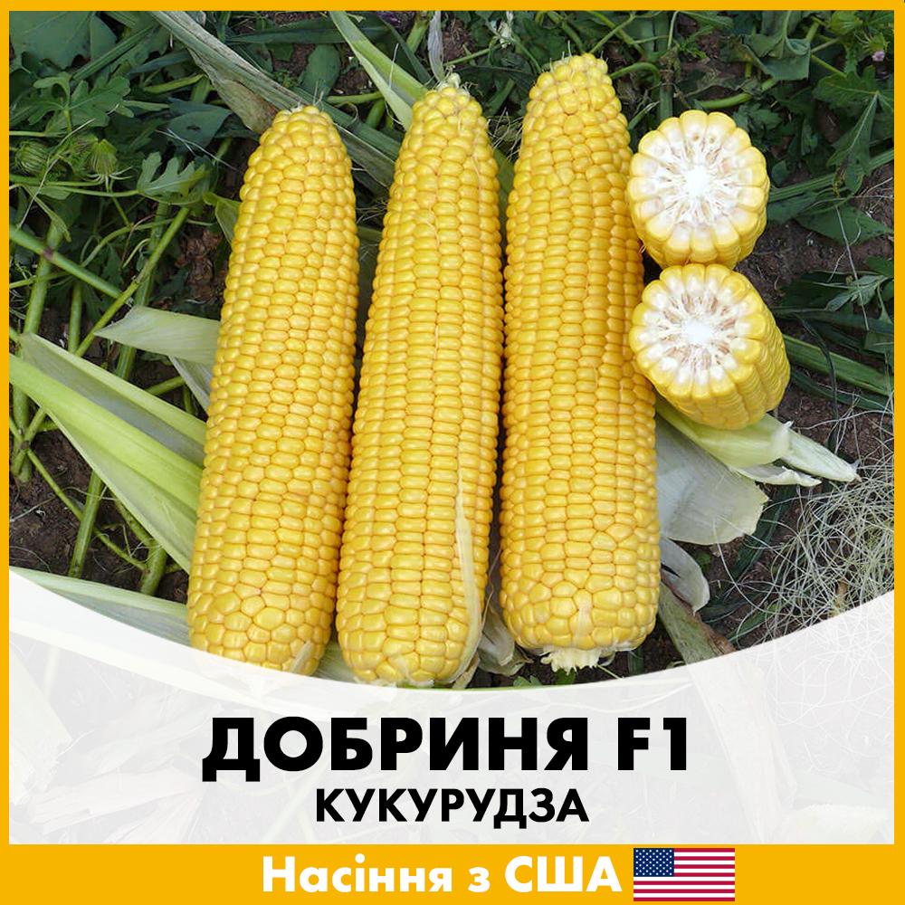 Насіння кукурудзи Lark Seeds Цукрова Добриня F1 100 шт. (lks-1-k)