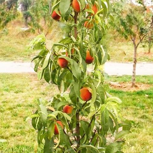 Персик колоновидний Alice Col (101946)