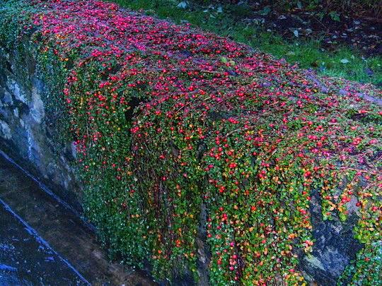 Кизильник горизонтальный Cotoneaster horizontalis 1 шт. (38286005) - фото 8