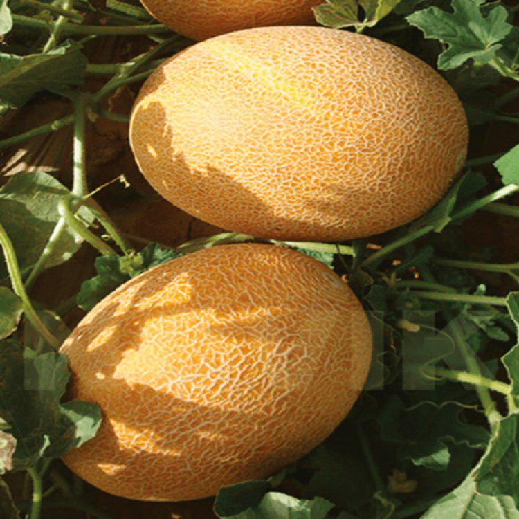 Семена дыни Hazera Нево F1 50 шт. (40838)