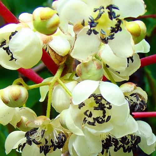 Сажанец Киви мужской опылитель Мальбэк Один саженец опыляет до 5-6 растений! (46129)