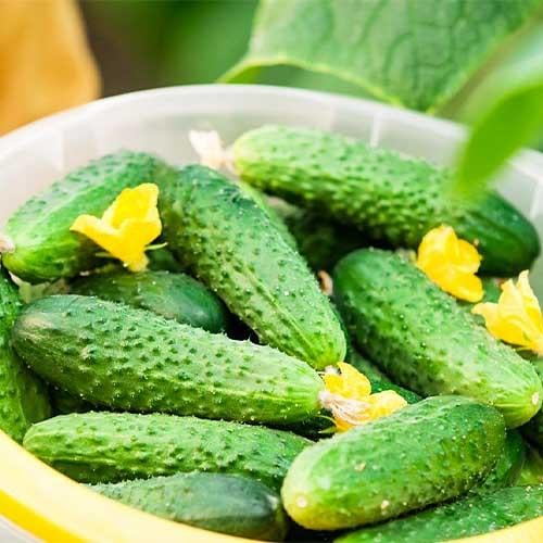 Семена Огірок Florium Паризький Корнішон (10128)