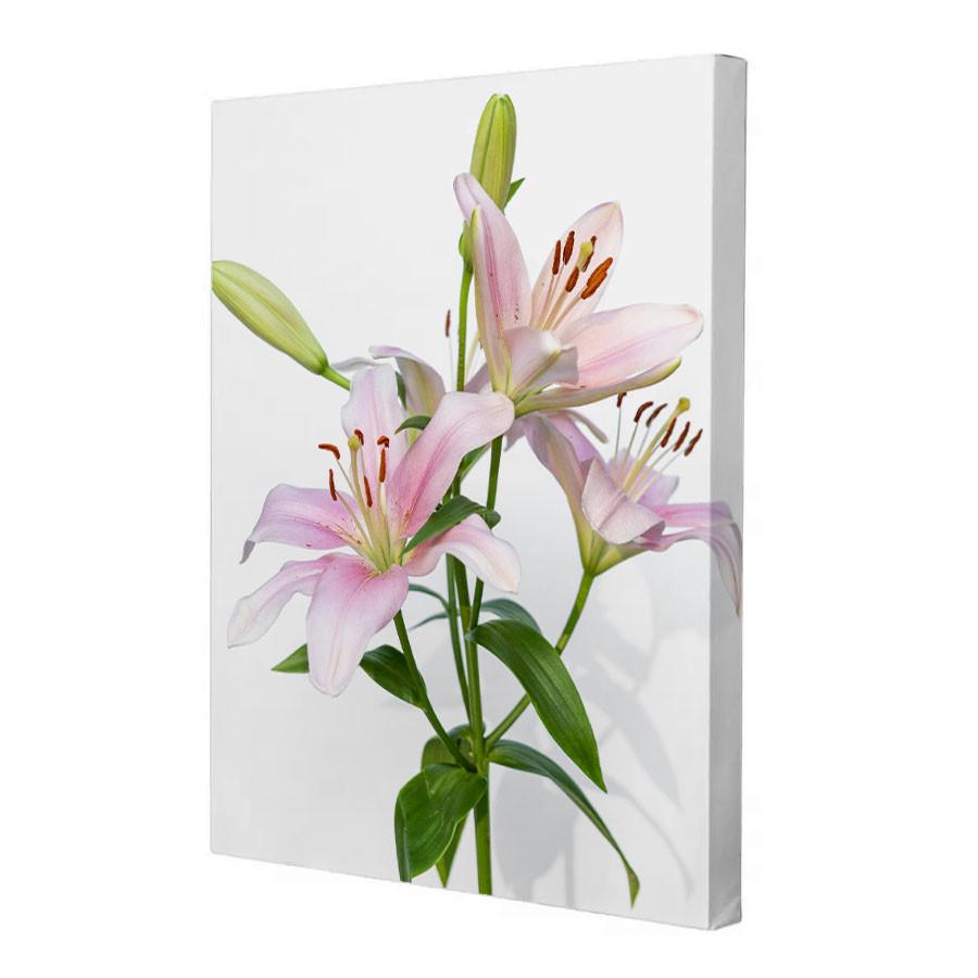 Постер Riviera Blanca Лілеї рожеві 40x50 см (ПС50-232)