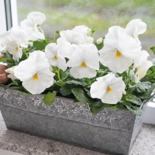 Насіння квітів Віола Inspire DeluXXe White Benary 100 шт. (BN06146-3)