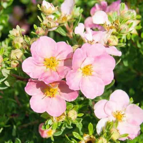 Лапчатка Florium Pink Whisper (16542)