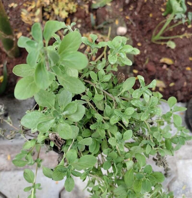 Насіння Майоран Гурман 0,15 г 900 шт. Origanum majorana (RS-00847)