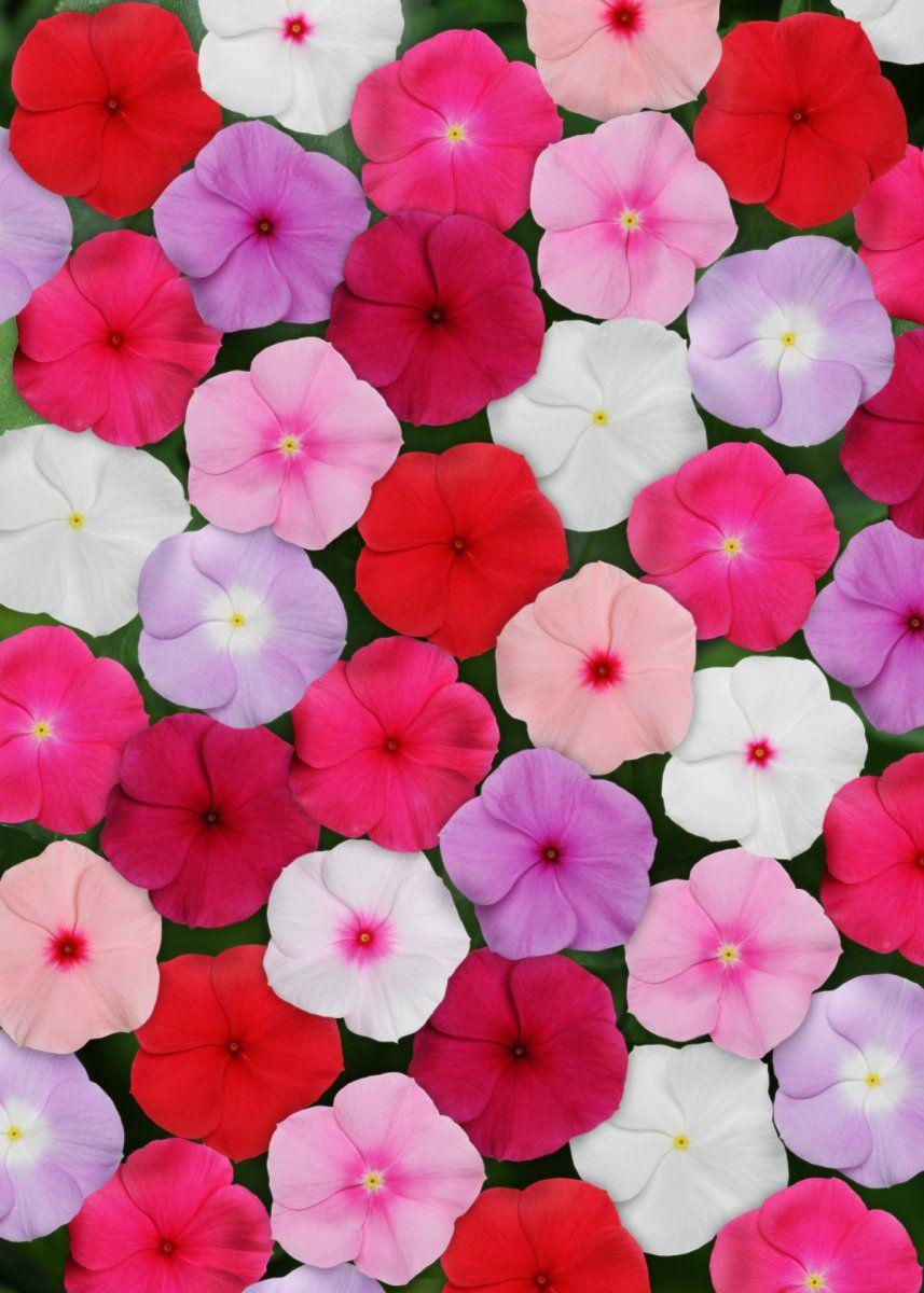 Семена Катарантус Titan F1 смесь Профессиональные семена ТД Гекса-Украина 02-01-043 20 шт. (IR003072)